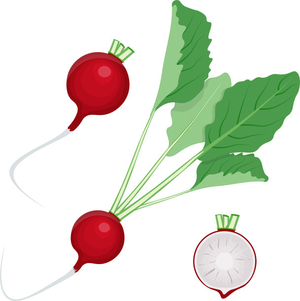 孤立在白色背景上的萝卜图片下载