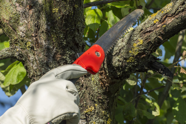 用花园锯修剪果树的树枝。老花园里的树木。振兴苹果修剪。图片下载