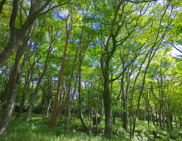 日本箱根湖附近的森林图片。当阳光穿过树林时，森林看起来很美。图片下载