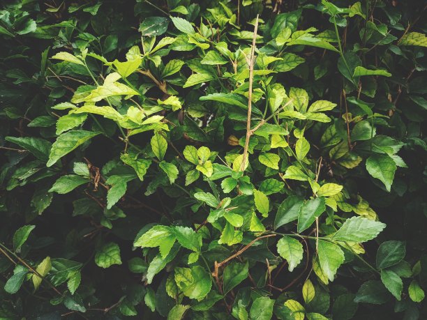 灌木的绿色自然背景图片下载