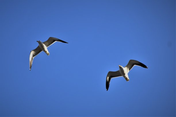 海鸥飞图片下载