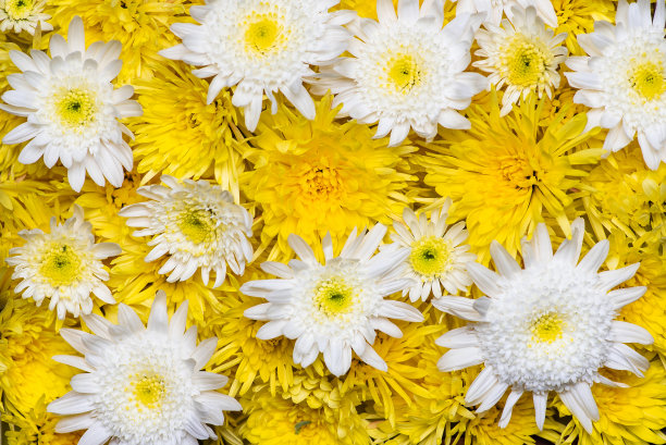 菊花做一个背景图案图片下载