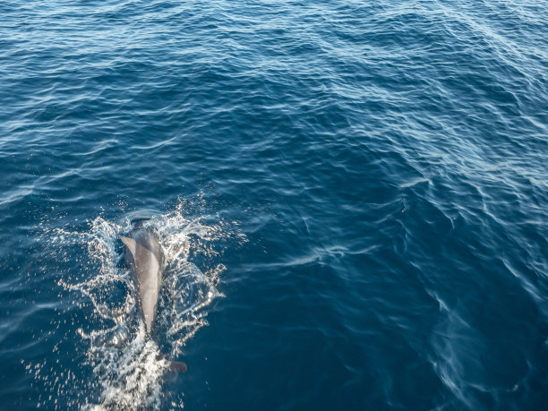 一群在印度洋游泳的海豚图片下载