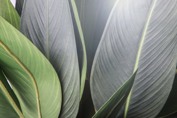 叶子特写图片下载