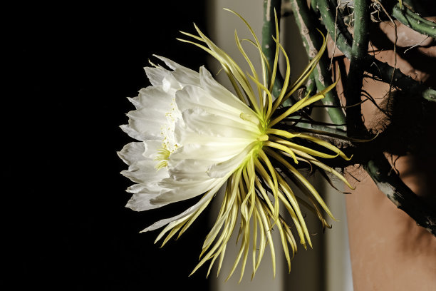 夜后大花，桔黄色图片下载