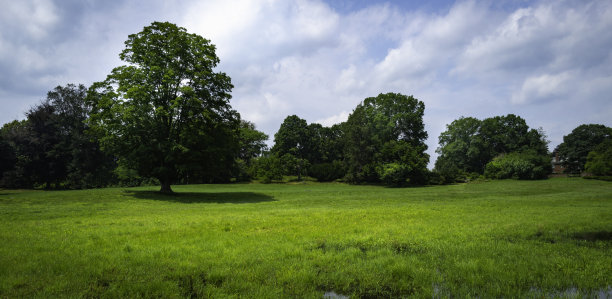 全景绿色草原与森林。壮观的云朵笼罩着长满高大成熟树木的宁静草地。自然之旅图片与文字空间。图片下载