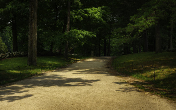 阴暗的绿色森林里的泥泞小路。自然之旅图片与文字空间。图片下载