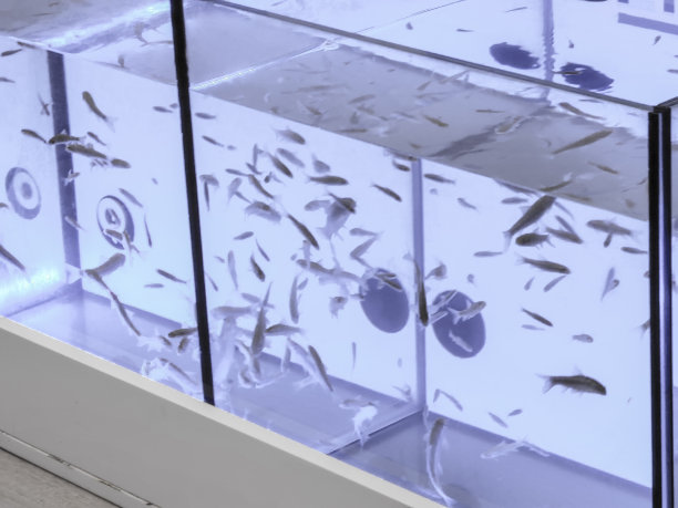 鱼脚温泉缸蓝色，清澈的水和鱼图片下载