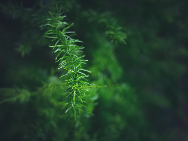 绿色的树叶图片下载