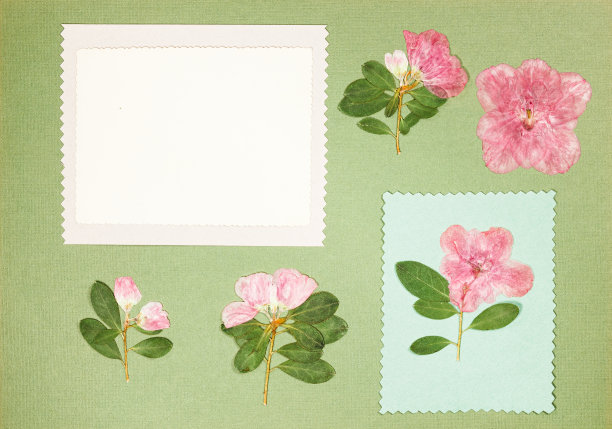 旧相册里的一页。花杜鹃花。剪贴簿元素装饰的叶子，花和花瓣花。贺卡，请柬和祝贺。用于剪贴簿，问候图片下载