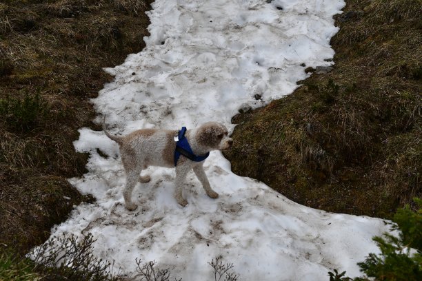 阿尔卑斯山的一只拉托·罗马诺洛狗图片下载