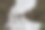 阿尔卑斯山的一只拉托·罗马诺洛狗图片下载