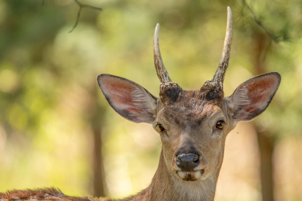 有小角的年轻雄性马鹿。图片下载