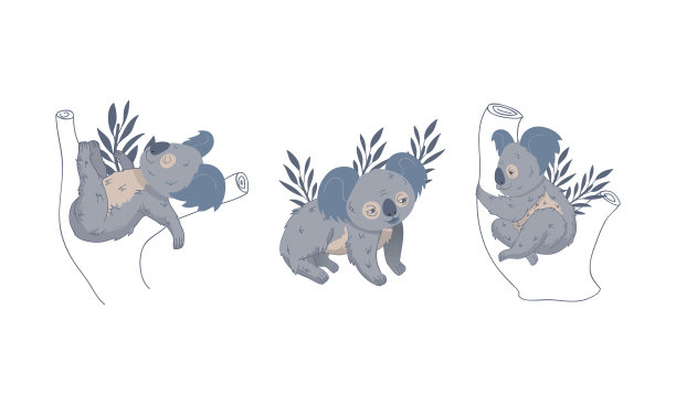 可爱的灰色考拉熊坐在桉树上图片下载