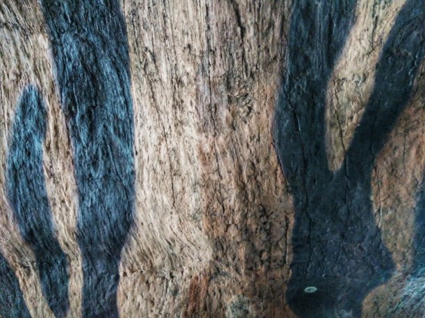 墙壁上抽象的木质纹理图片下载