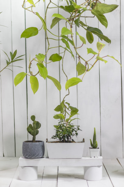 悬挂植物，花盆和仙人掌图片下载