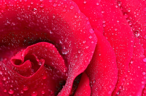 自然花背景图片下载