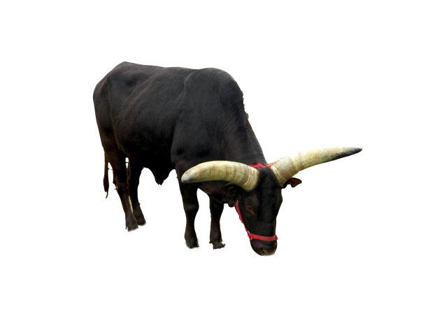 黑瘤牛孤立在白色上图片下载