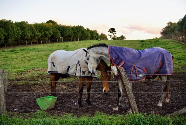 爱马，莫吉尔，昆士兰图片下载