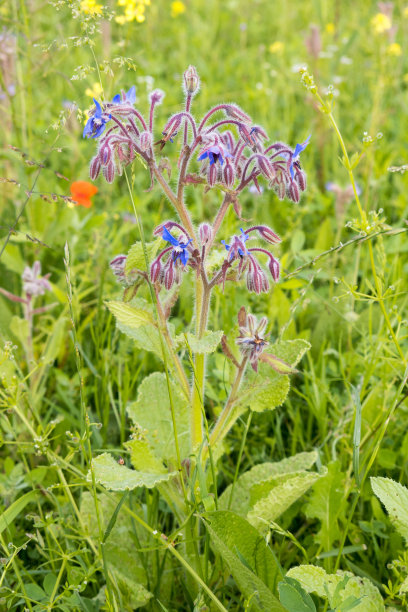 伯纳吉或康科默克鲁伊德 （博拉戈 · 菲西纳利斯）图片下载