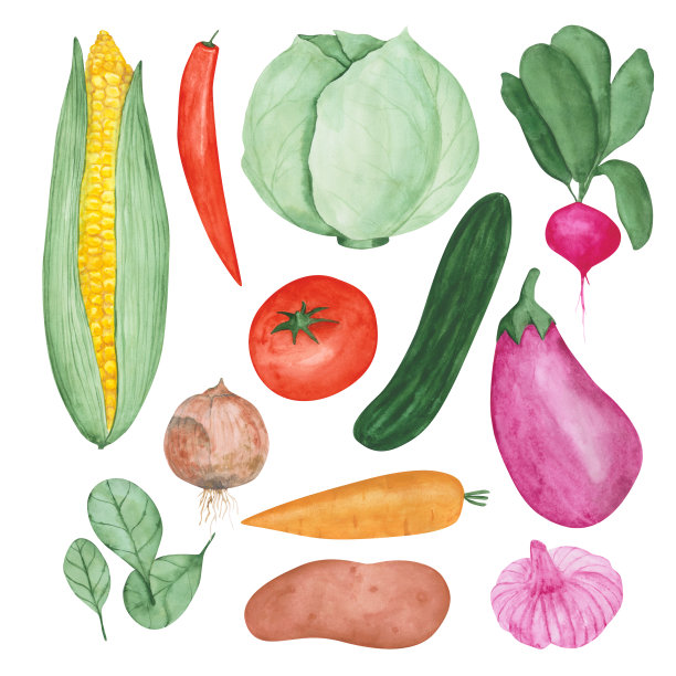水彩蔬菜孤立的白色背景。手绘玉米、红辣椒、白菜、萝卜叶、黄瓜、番茄、茄子、胡萝卜、土豆、洋葱、大蒜、菠菜插图。图片下载