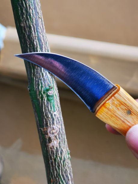 花园里用的木柄Tourne刀图片下载