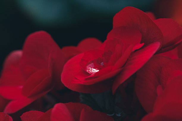 情人节红玫瑰背景图片下载