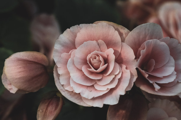 豪华玫瑰花束图片下载