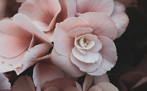 豪华玫瑰花束图片下载