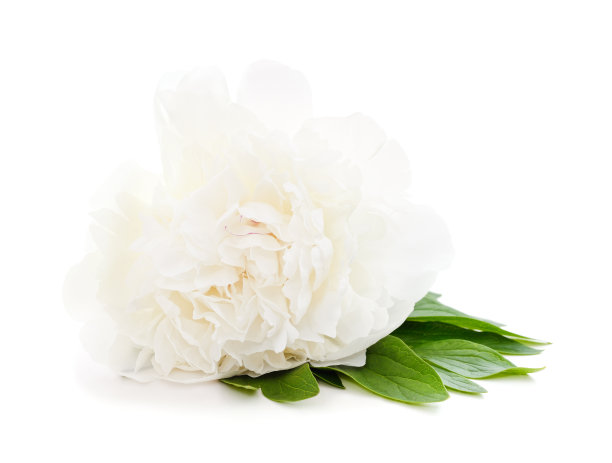 一个白牡丹。图片下载