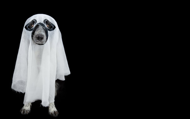 装扮成鬼的狗庆祝万圣节或狂欢节。孤立在黑色背景上图片下载