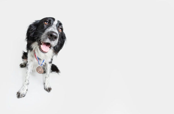 狗戴着一个获奖铜质奖章。狗与奖章或奖励摆姿势。孤立在灰色背景。赢家或冠军概念图片下载