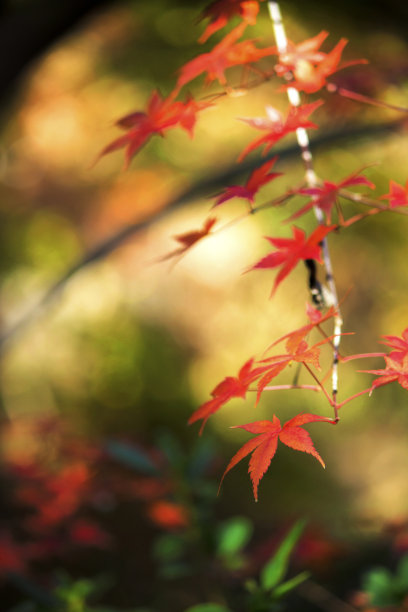 近距离照片的枫叶，在秋天变成红色的季节图片下载