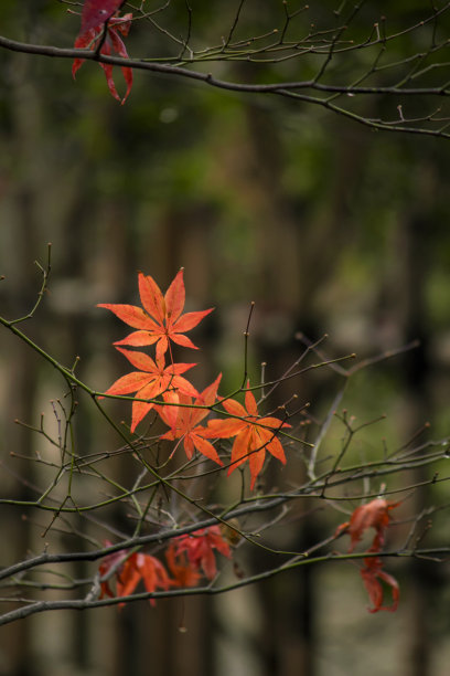 近距离照片的枫叶，在秋天变成红色的季节图片下载