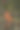 近距离照片的枫叶，在秋天变成红色的季节图片下载