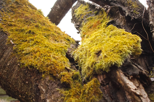 老树上的苔藓。潮湿腐烂的树皮。图片下载