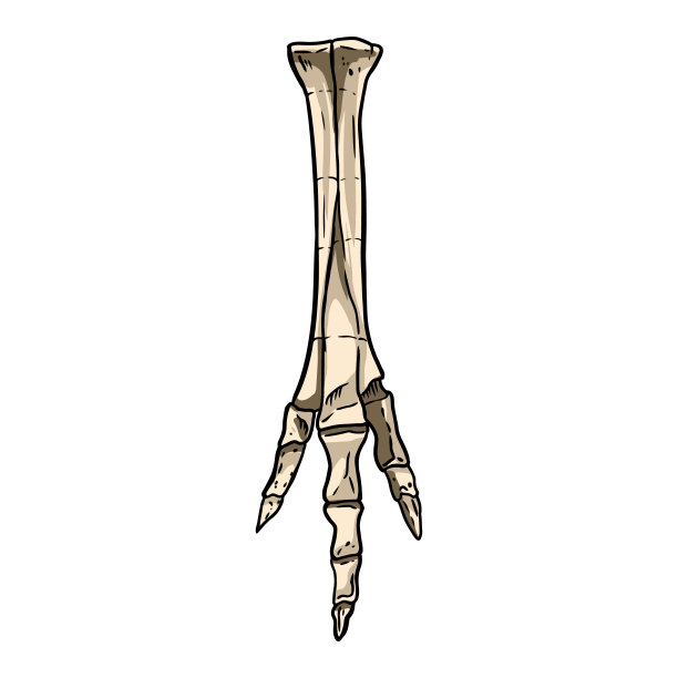 草图手绘脚的形象。鸟或恐龙腿化石插图。矢量股轮廓轮廓图片下载