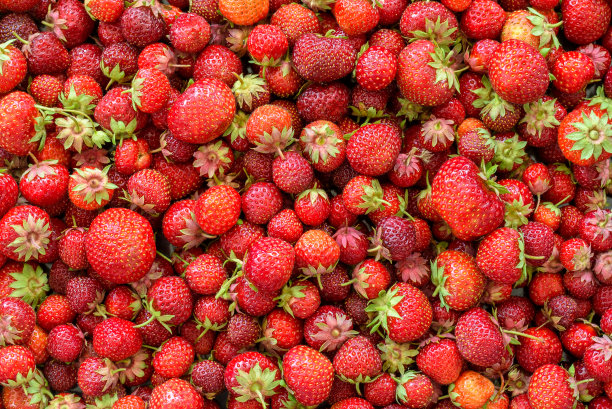 很多新鲜的农场草莓图片下载