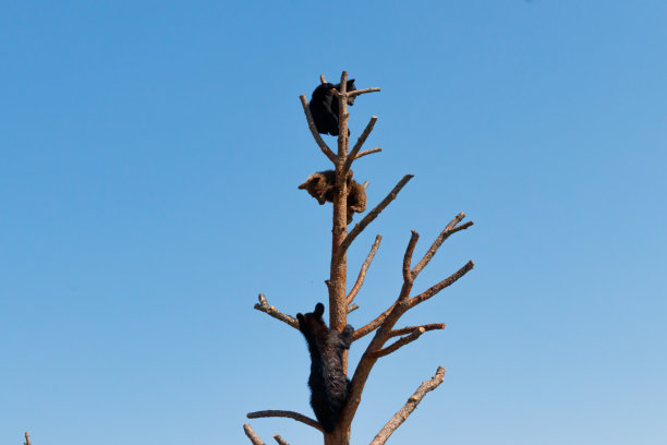 熊在玩图片下载
