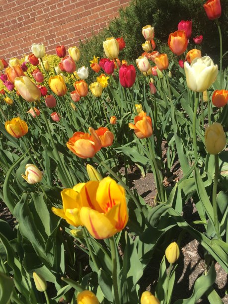 郁金香的时间图片下载