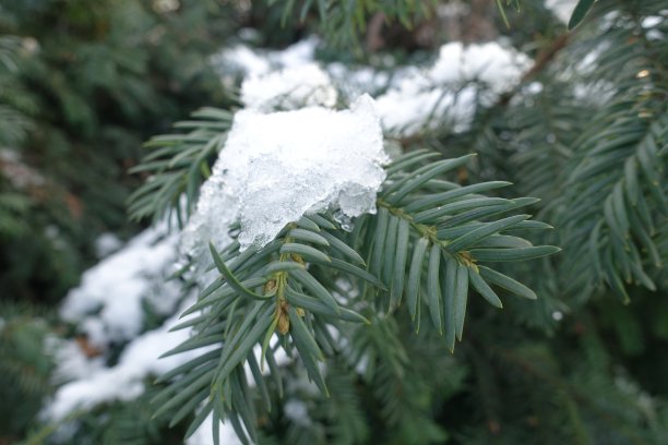 12月杉木枝上未完全融化的雪图片下载