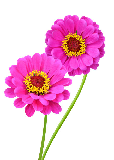粉红色百日草优雅的束孤立在白色图片下载
