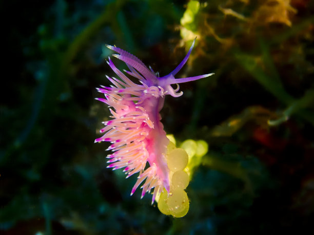 地中海裸鳃海蛞蝓，有选择性的焦点图片下载