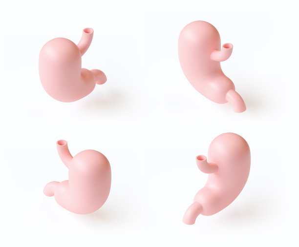 人的胃孤立在白色上的程式化设置的3d插图图片下载