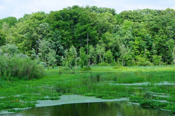 沼泽图片下载
