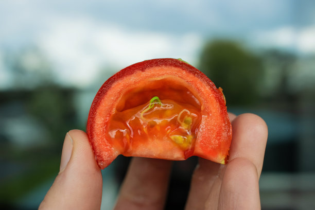 一颗西红柿种子在蔬菜里面发芽了。一棵幼苗最初的两片温和的叶子。图片下载