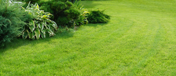 美丽修剪整齐的草坪和花坛与落叶灌木的地块或公园。图片下载