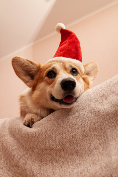 彭布罗克威尔士柯基在沙发上，头上戴着一顶红色的圣诞帽。戴着圣诞老人帽子的狗图片下载