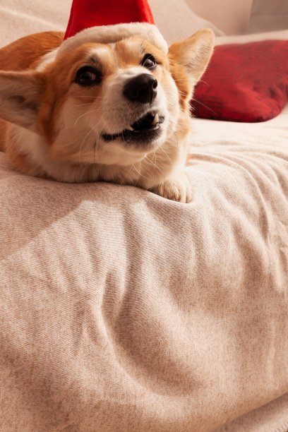 彭布罗克威尔士柯基在沙发上，头上戴着一顶红色的圣诞帽。戴着圣诞老人帽子的狗图片下载