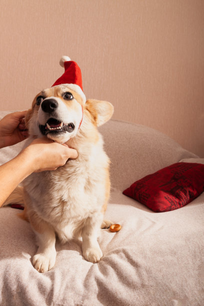 彭布罗克威尔士柯基在沙发上，头上戴着一顶红色的圣诞帽。戴着圣诞老人帽子的狗图片下载